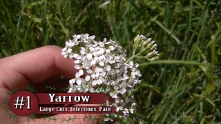 Hey guys in this video we count down the top five herbs and medicinal
plants for healing cuts wounds. all too often get small or sometimes
even l...