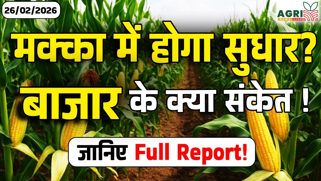 मक्का में होगा सुधार? | Makka Bhav Today | Maize Market Update