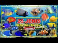 25 Ikan Hias Laut yang Menawan 🌊