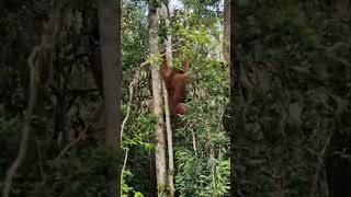 Macho Alpha De Orangután Ños