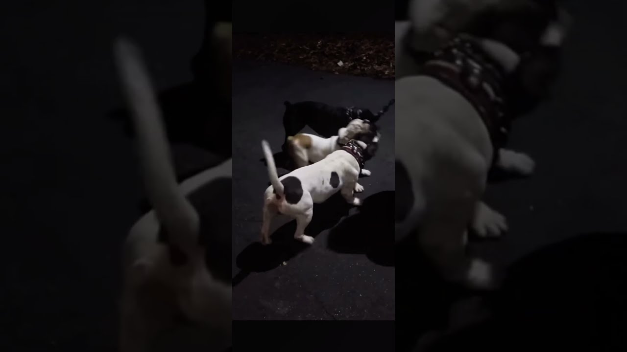 Bully Work Ddk9 Americanbully Dogbreed