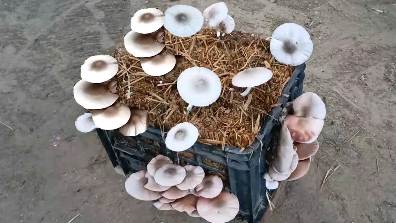 पैरा मशरूम उगाने का सहज उपाय।#paddystrawmushroom#peiraputtumushoom#mushroom