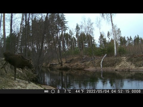 Видео: А Медведь ли в КАДРЕ??? Крупный зверь повернул ФОТОЛОВУШКУ. Ставлю лесные камеры. ЛОСИ и ЗАЙЦЫ #1