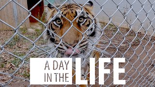 A Day in the Life - Tiger Keeper - Carolyn
See what a day in the life of our Assistant Curator and lead Tiger keeper, Carolyn Mikulskis, is like as she trains, feeds, and cleans up after our Sumatran tigers!
https://www.greensboroscience.org A Day in the Life - Tiger Keeper - Carolyn