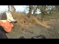 2025 7 22 Ngala Wild Dogs And Pups 2025 7 22 Ngala Wild Dogs And Pups