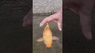 Amazing Carp Fishing #fish #fishing #fishing_video