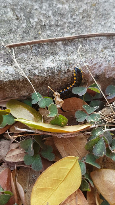 W4DUUUHHH MALAA4H NYUMPEET !!!!!! #millipede #kakiseribu #luwing