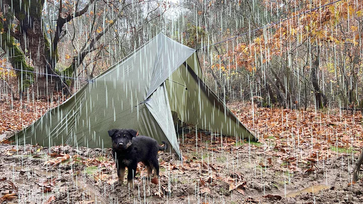 Camping With my Dog in Rain Storm -  Bad Weather C...
