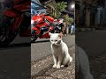 Kucing Putih Ini Duduk Sendiri di Tengah Malam… Bikin Hati Hancur 😿
