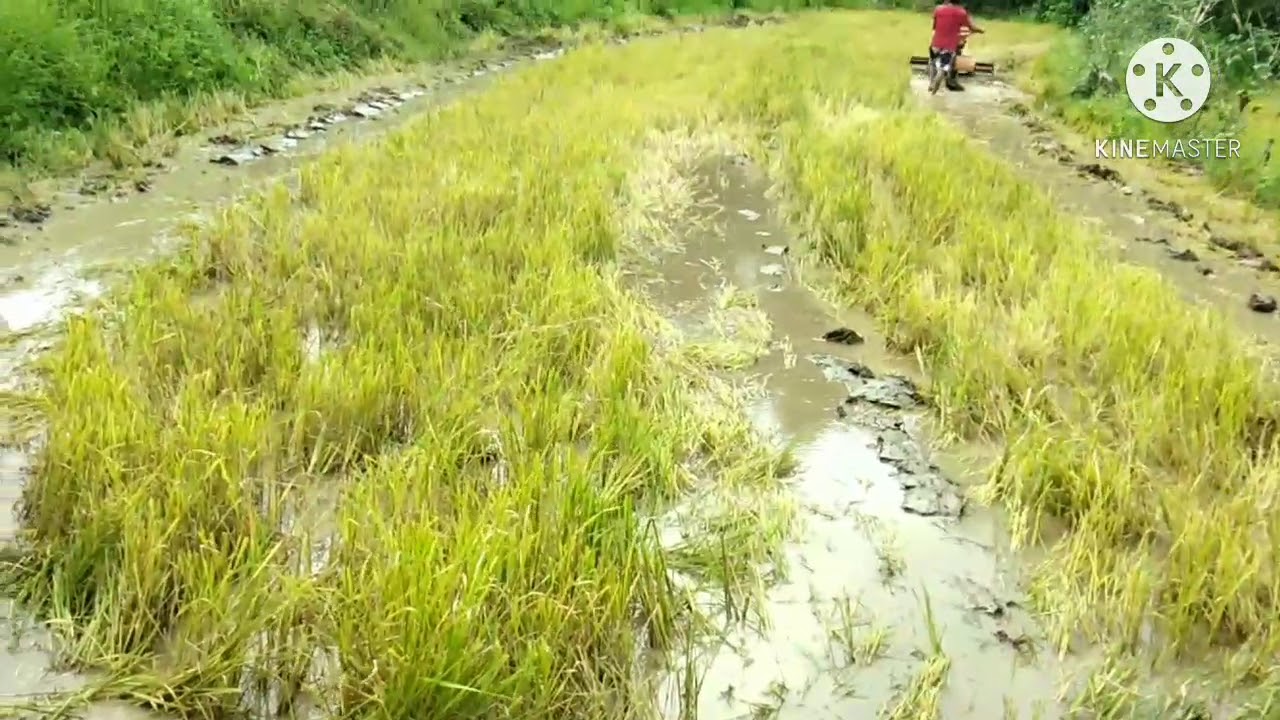 Pang Araro In English PANG ARARO|KA BUNDOK |GIEZKE TV - YouTube