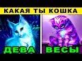 КАКОЙ ТЫ КОТИК ПО ЗНАКУ ЗОДИАКА