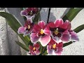 орхидея мильтония , моя влюбленность безгранична!!!