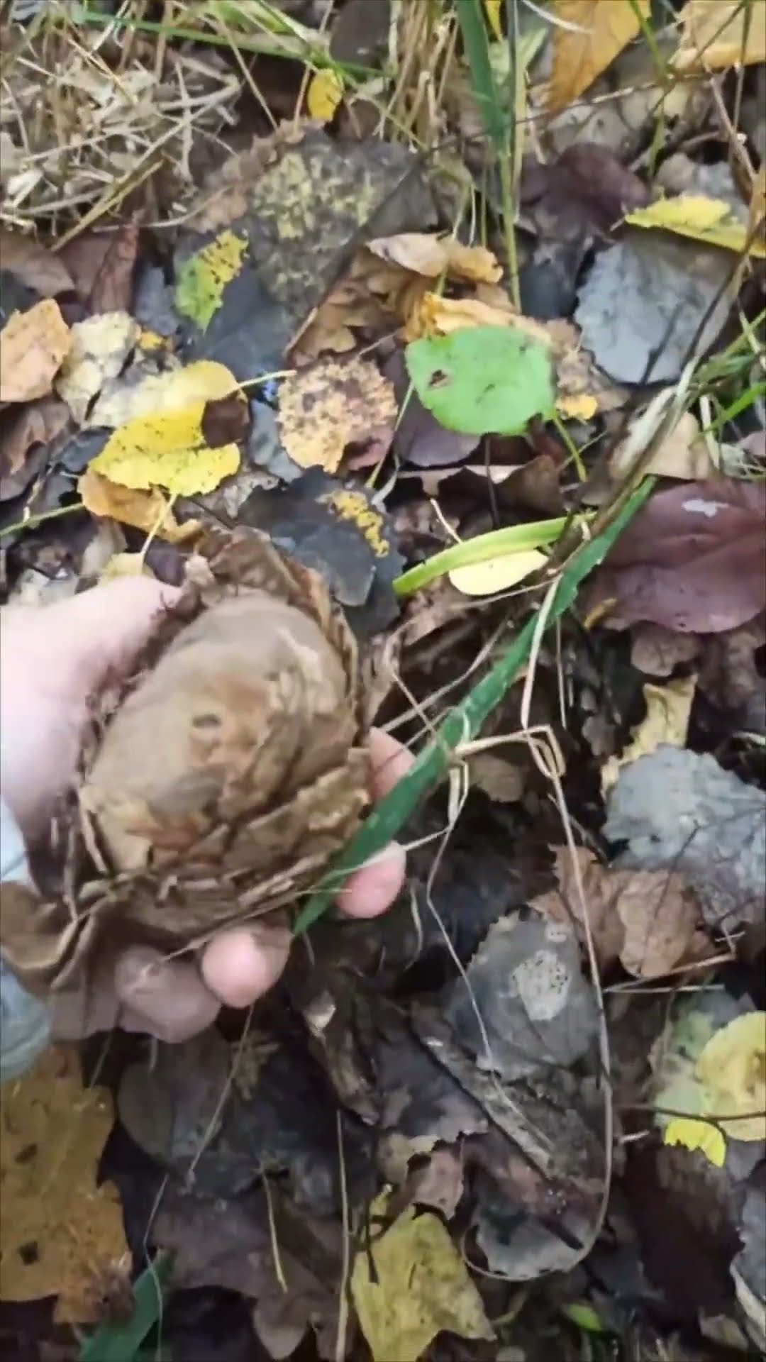 Cute Forest Dormice Found Hibernating in Leaves