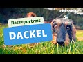 Rasseportrait: Dackel