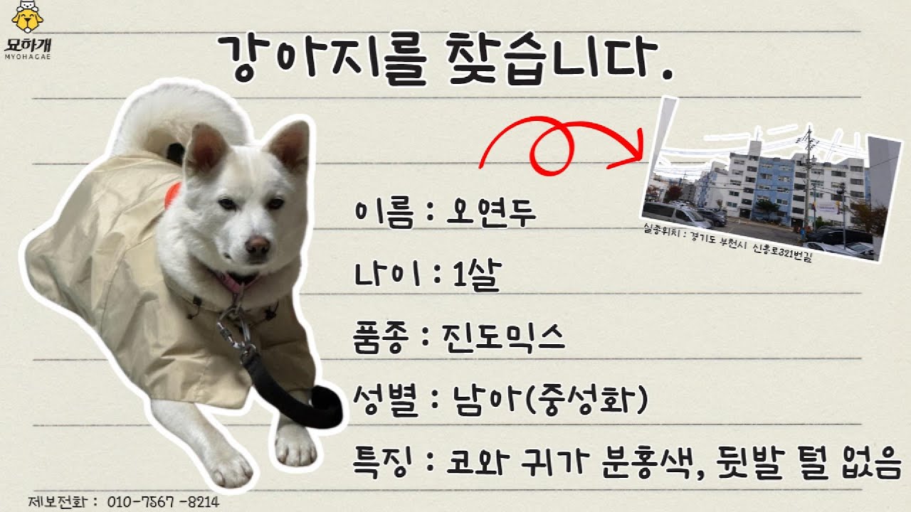 [실종동물찾기]진도믹스 오연두를 찾습니다.   (경기도 부천시 실종동물 방송)