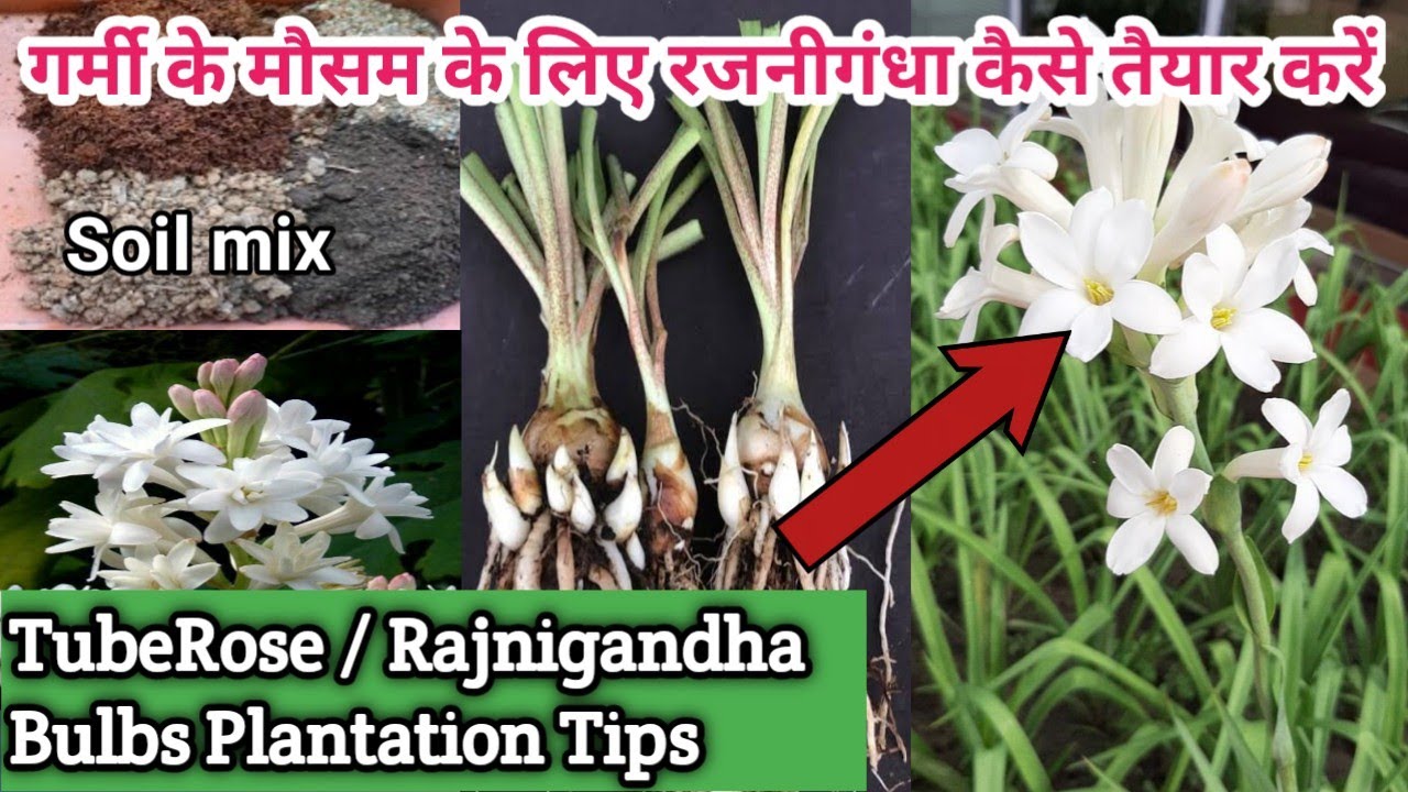 How To Prepare Tuberose/Rajnigandha Bulbs For SummerSummer Care Tips