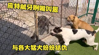 大皮特成为犬舍公敌，龇牙咧嘴叫嚣各大猛犬，场面直呼震惊