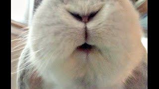 Listen to the Bunny Purr