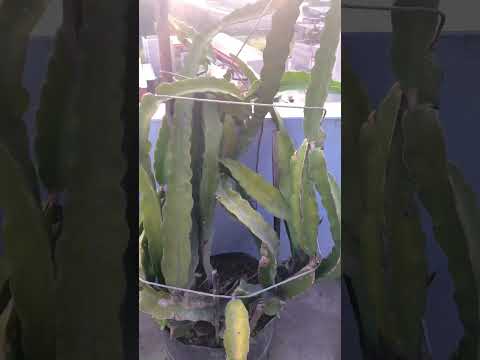 Video: Candelabra кактус сабагынын чириги: Candelabra кактусунда сабагы чиригин дарылоо