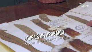¿Qué es un herbario y por qué es importante? - TvAgro por Juan Gonzalo Angel