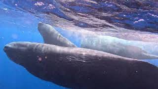 Sylvie and the Sperm whales socializing... MAGICAL