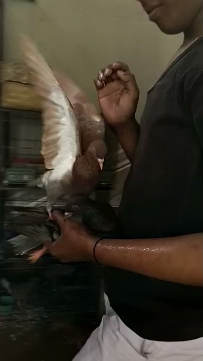 QIU QIU DOVE IT'S TIME TO FEED