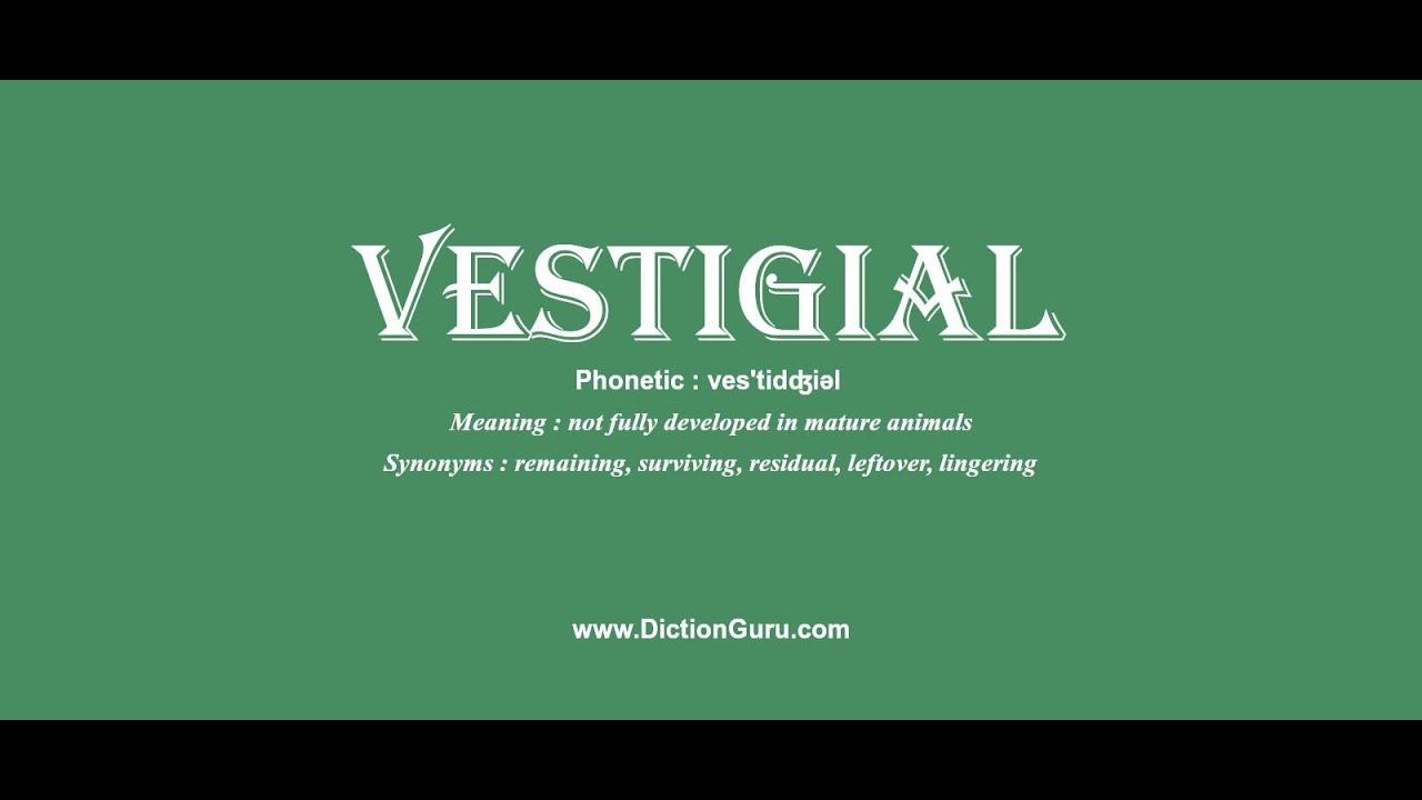 vestigial Pronounce vestigial with Meaning, Synonyms and