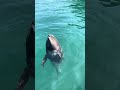 A small whale can’t catch feed 🐳#whale #whalefamily #oceanlife #cuteanimals #travel #hardtocatch