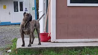 presa canario