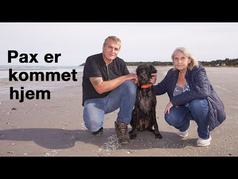 Video: Hvilken Hund Er Best For Hjemmet