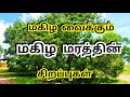 Magilam tree benefits in tamil    