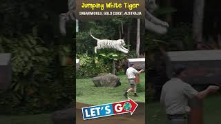 Jumping White Tiger #shorts #youtubeshorts #shortsvideo #short #ytshorts #baisa