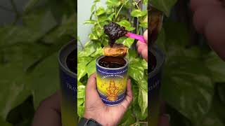 Ayyappa Swami Prasadam Sabarimala Kerala 2025