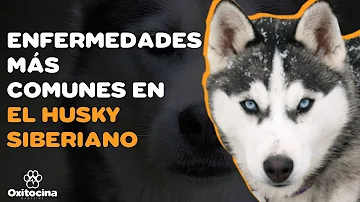 ¿Por qué los huskies te muerden el brazo?