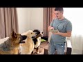 Feeding My Dogs Invisible Food Prank [Try Not To Laugh]