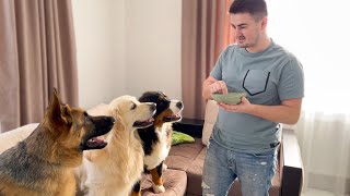 Feeding My Dogs Invisible Food Prank [Try Not To Laugh]