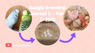 Budgie Breeding Journal 2 | Pair 1 | 2019 by AllAboutBudgies 10,152 views 5 years ago 12 minutes, 31 seconds