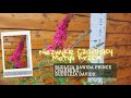 Budleja Dawida PRINCE CHARMING- Buddleja davidii Niezwykle czarujący Motyli Krzew