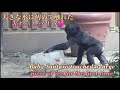 毎年恒例!ゴリラ達にフルーツ入りの大きな氷のケーキが贈られました‼︎⭐️Gorilla【京都市動物園】A big ice gift for the gorillas!