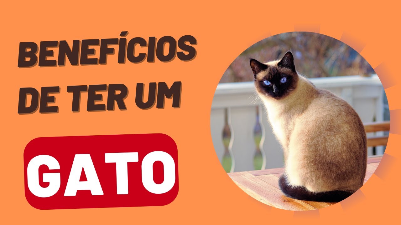 Vídeo para gatos: conheça os benefícios!