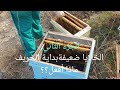 خلايا النحل الضعيفة كيف أتعامل معها في بداية الخريف الجزء الثاني 