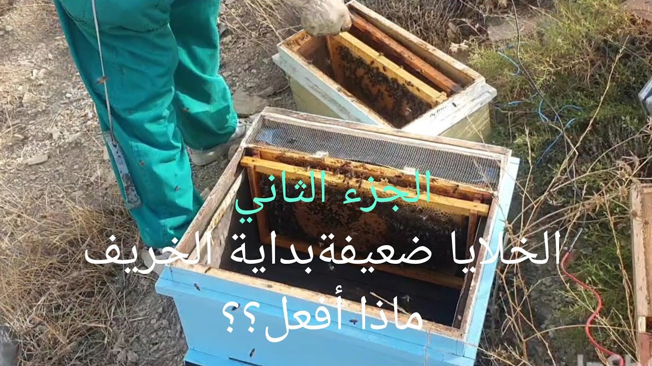 خلايا النحل الضعيفة كيف أتعامل معها في بداية الخريف(الجزء الثاني )