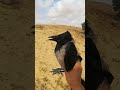 طائر الغراب