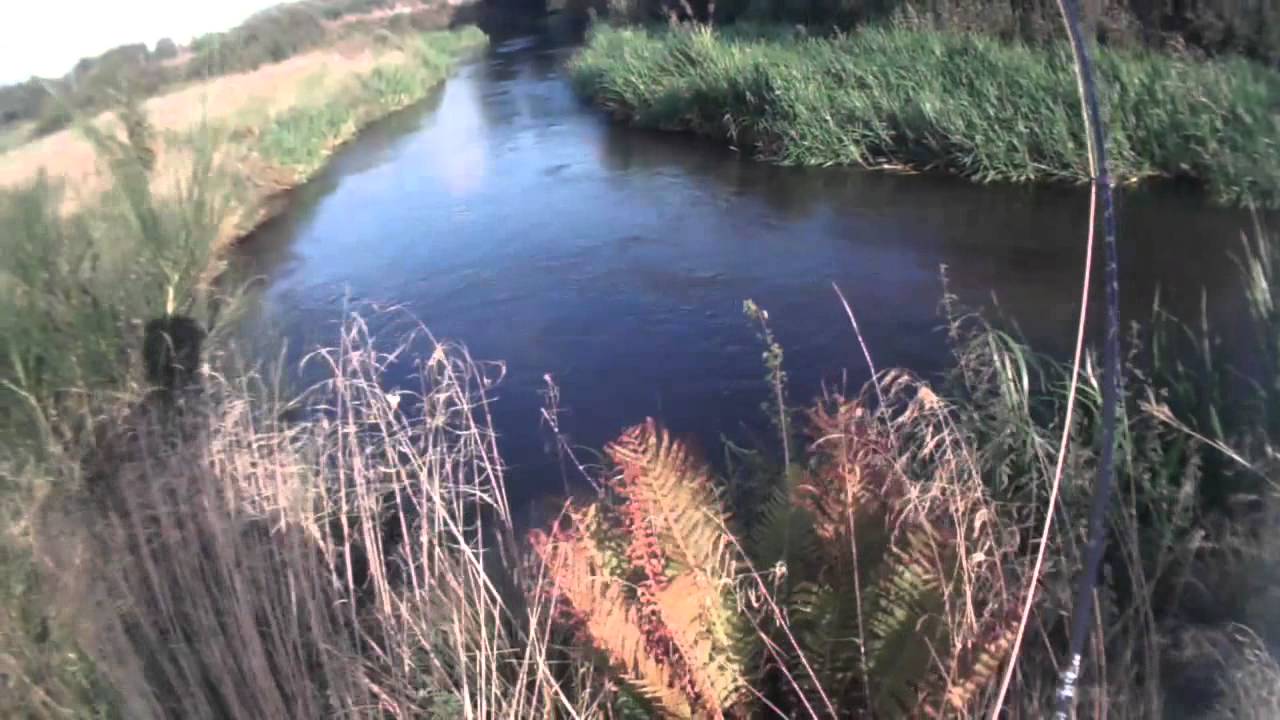 fly fishing sea trout Karup River Denmark YouTube