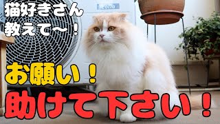 【緊急公募】愛猫の誕生日プレゼント何がオススメですか？【ブリティッシュ・スコティッシュ】