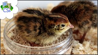 What to Feed Coturnix Quail Chicks