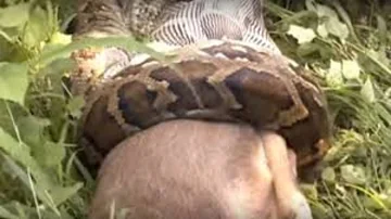 What can an anaconda swallow?