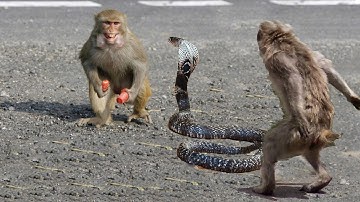 Monkey Vs Python | Monkey Save Deer From Python Attack | Amazing Animals Save Another Animals