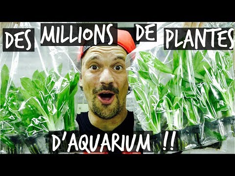 Vidéo: Live vs plantes d'aquarium artificielles: qui est le meilleur?