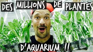 D'OU VIENNENT VOS PLANTES D'AQUARIUM ? VLOG TOOPET THAILANDE